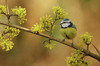 BUITEN BEELD Foto: 345284