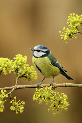 BUITEN BEELD Foto: 345285