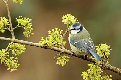 BUITEN BEELD Foto: 345290