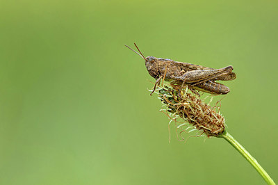 BUITEN BEELD Foto: 345328