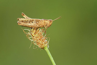 BUITEN BEELD Foto: 345329