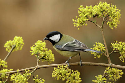 BUITEN BEELD Foto: 345336