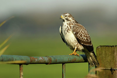BUITEN BEELD Foto: 345351