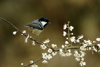 BUITEN BEELD Foto: 345371