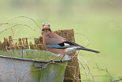 BUITEN BEELD Foto: 345374