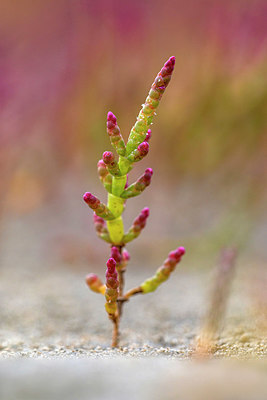 BUITEN BEELD Foto: 345379