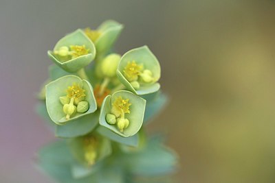 BUITEN BEELD Foto: 345380