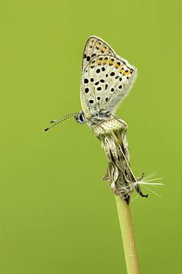 BUITEN BEELD Foto: 345384