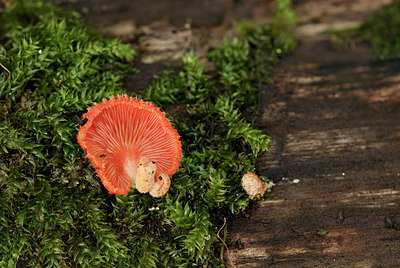 BUITEN BEELD Foto: 345385