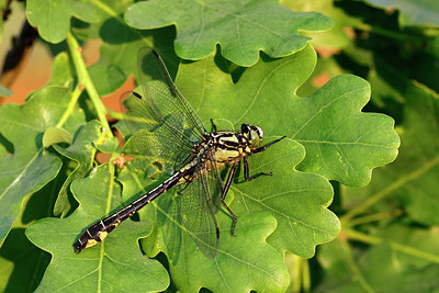 BUITEN BEELD Foto: 345397