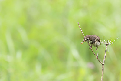 BUITEN BEELD Foto: 345408