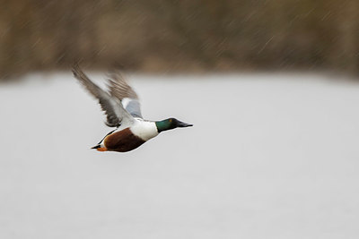 BUITEN BEELD Foto: 345441