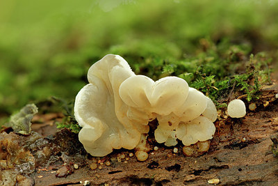 BUITEN BEELD Foto: 345445