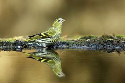 BUITEN BEELD Foto: 345450