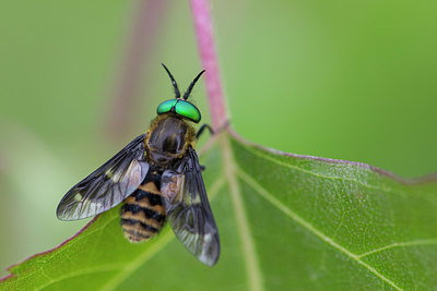 BUITEN BEELD Foto: 345466