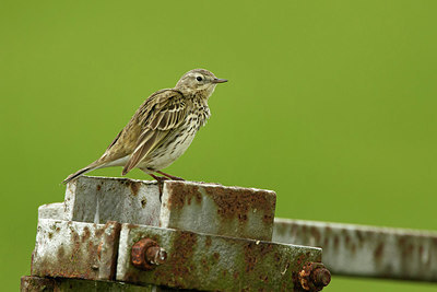 BUITEN BEELD Foto: 345475