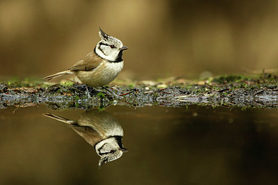 BUITEN BEELD Foto: 345480