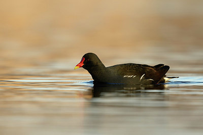 BUITEN BEELD Foto: 345484