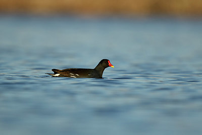 BUITEN BEELD Foto: 345485