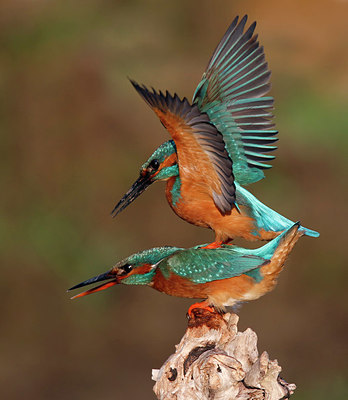 BUITEN BEELD Foto: 345487