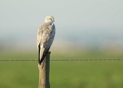 BUITEN BEELD Foto: 345530