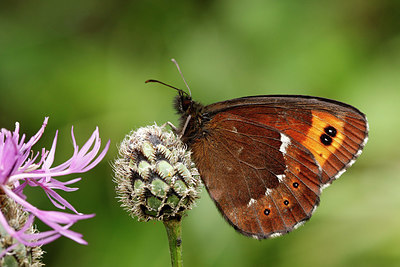 BUITEN BEELD Foto: 345544