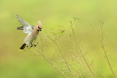 BUITEN BEELD Foto: 345607