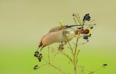 BUITEN BEELD Foto: 345633