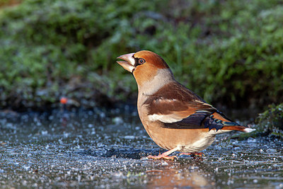 BUITEN BEELD Foto: 345637