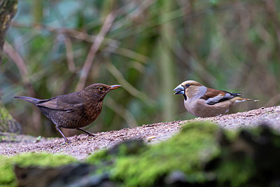 BUITEN BEELD Foto: 345638