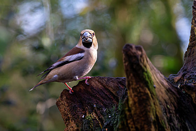 BUITEN BEELD Foto: 345639