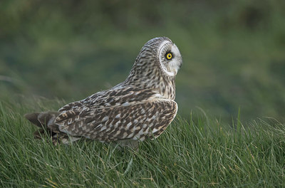 BUITEN BEELD Foto: 345648