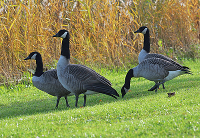 BUITEN BEELD Foto: 345663