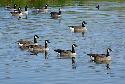 BUITEN BEELD Foto: 345664