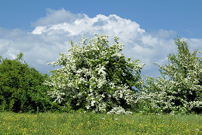 BUITEN BEELD Foto: 345668