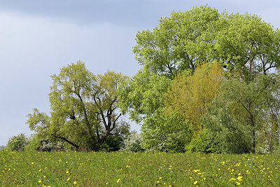 BUITEN BEELD Foto: 345670