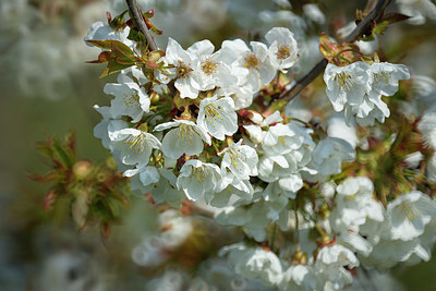 BUITEN BEELD Foto: 345673