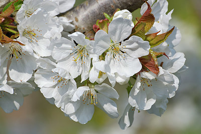 BUITEN BEELD Foto: 345676
