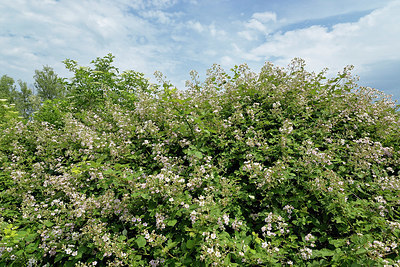 BUITEN BEELD Foto: 345695