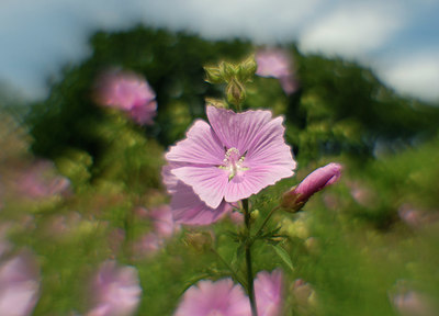 BUITEN BEELD Foto: 345699