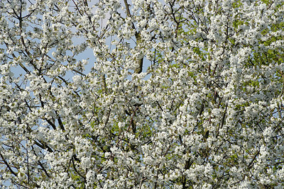 BUITEN BEELD Foto: 345723