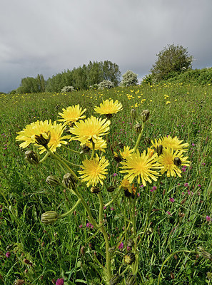 BUITEN BEELD Foto: 345725