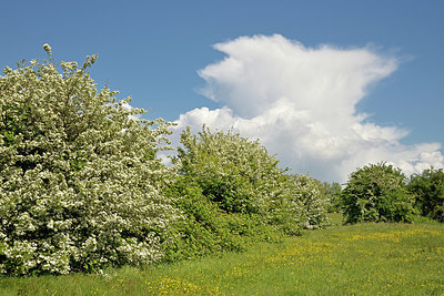 BUITEN BEELD Foto: 345747