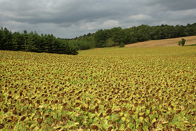 BUITEN BEELD Foto: 345755