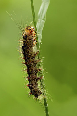 BUITEN BEELD Foto: 345758