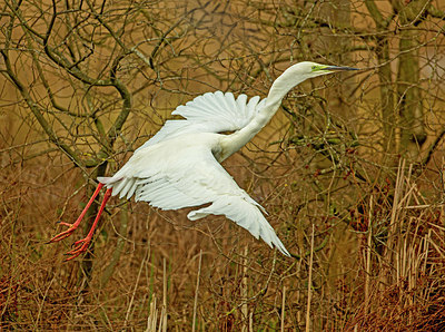 BUITEN BEELD Foto: 345762