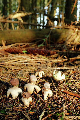 BUITEN BEELD Foto: 345829