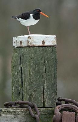 BUITEN BEELD Foto: 345830