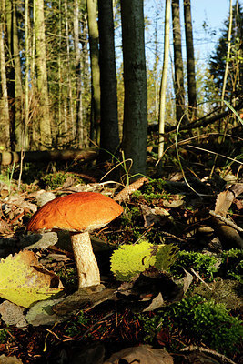 BUITEN BEELD Foto: 345833