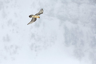 BUITEN BEELD Foto: 345860
